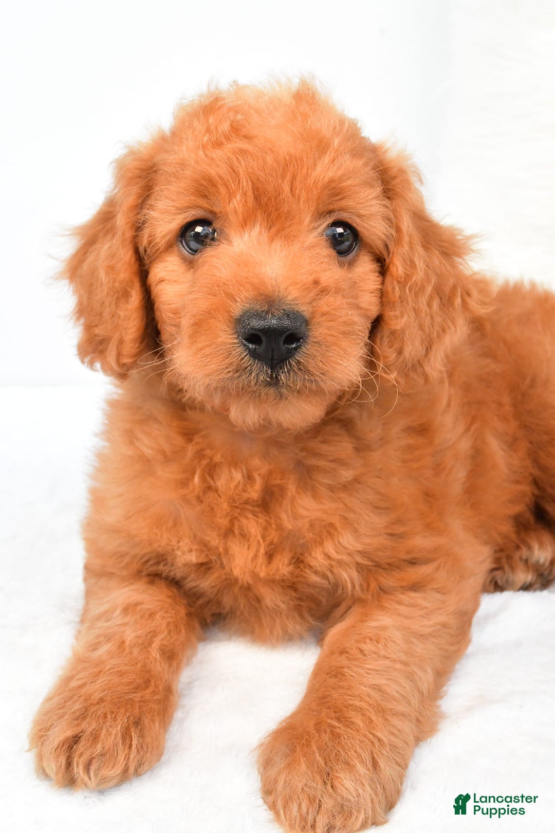 Mini Goldendoodle dogs for sale: Chloe - Image 6