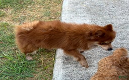 Pomeranian dogs for sale: Winston - Image 19
