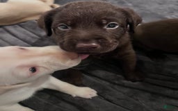 Labrador Retriever dogs for sale: Mousse - Image 1