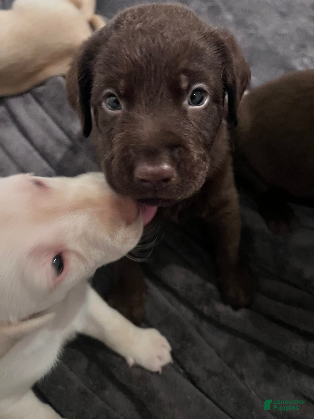 Labrador Retriever dogs for sale: Mousse - Image 1