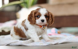 Cavalier King Charles Spaniel dogs for sale: Shiloh - Image 6
