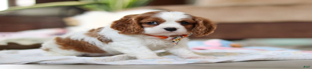 Shiloh