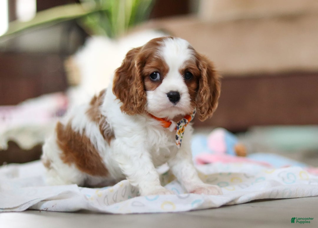 Cavalier King Charles Spaniel dogs for sale: Shiloh - Image 6
