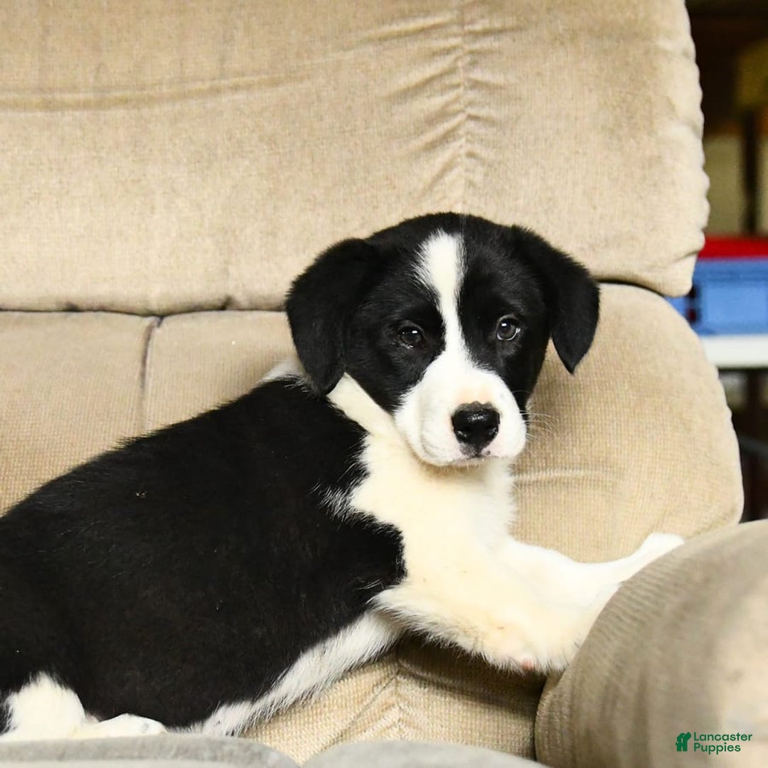 Bernese Mountain Dog dogs for sale: Flo - Image 2