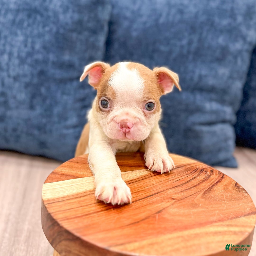 Boston Terrier dogs for sale: Austin - Image 3