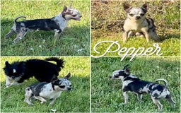 Chihuahua dogs for sale: Tiny Harry Short Coat - Image 6