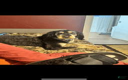 Bernedoodle dogs for sale: Ash - Image 5