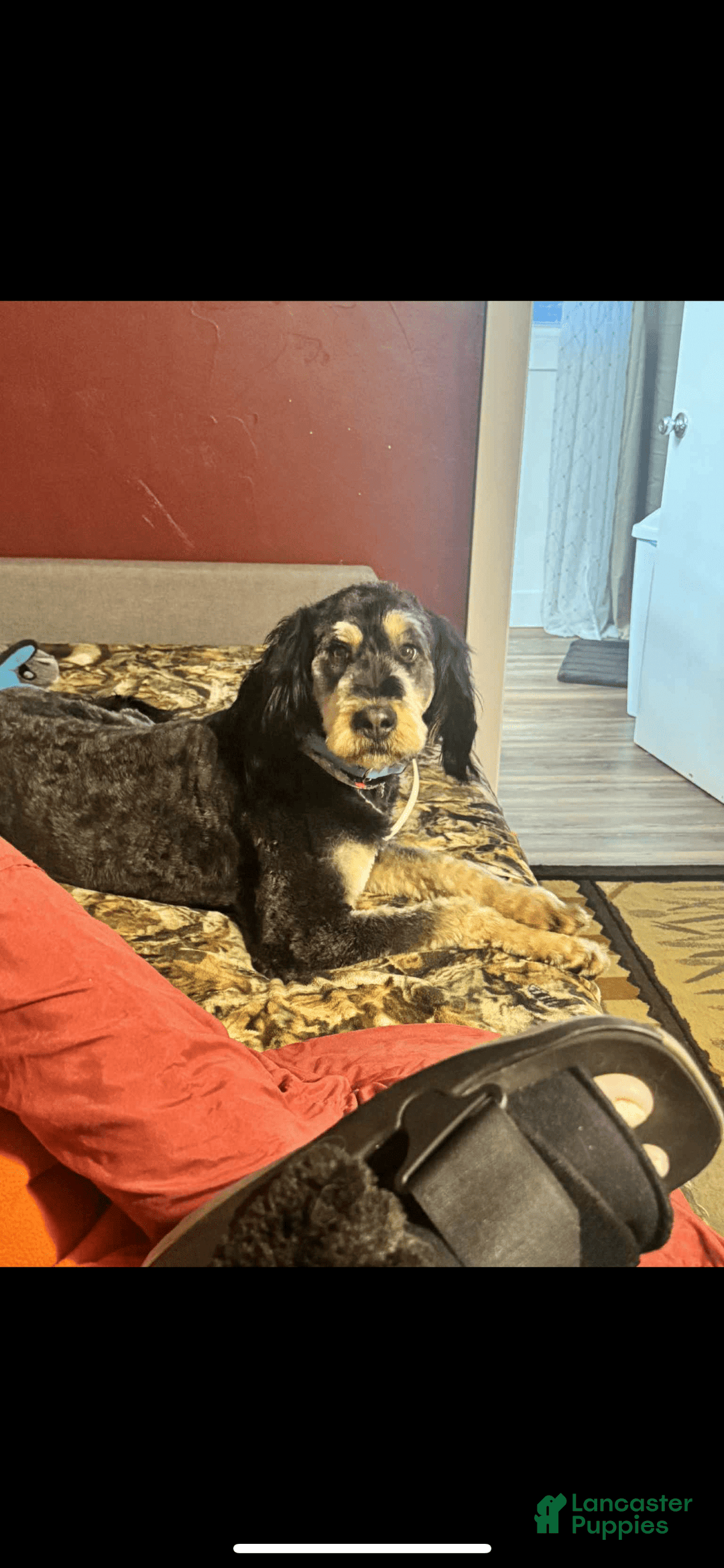 Bernedoodle dogs for sale: Ash - Image 5