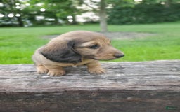 Dachshund dogs for sale: Lena - Image 14