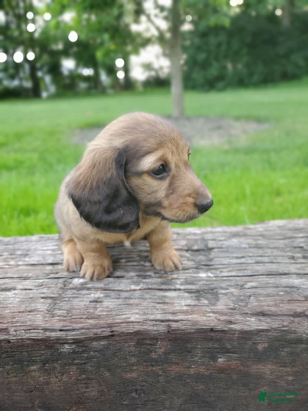 Dachshund dogs for sale: Lena - Image 14