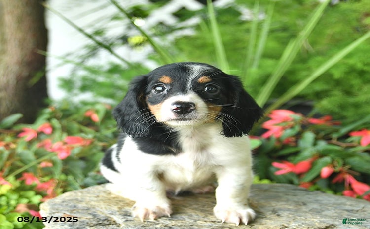 Dachshund dogs for sale - Ad 3