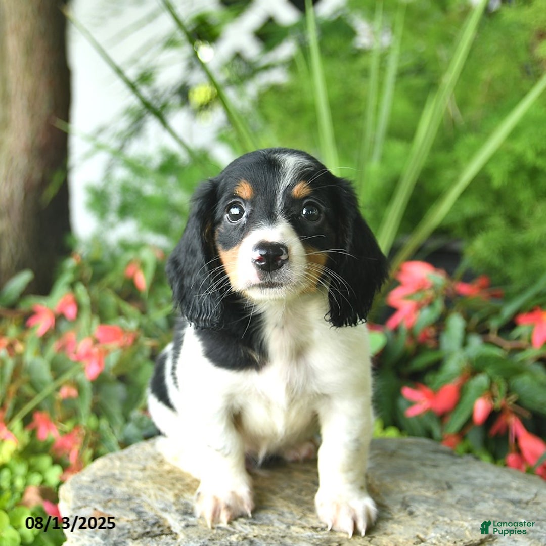 Dachshund dogs for sale: Biscut - Image 1
