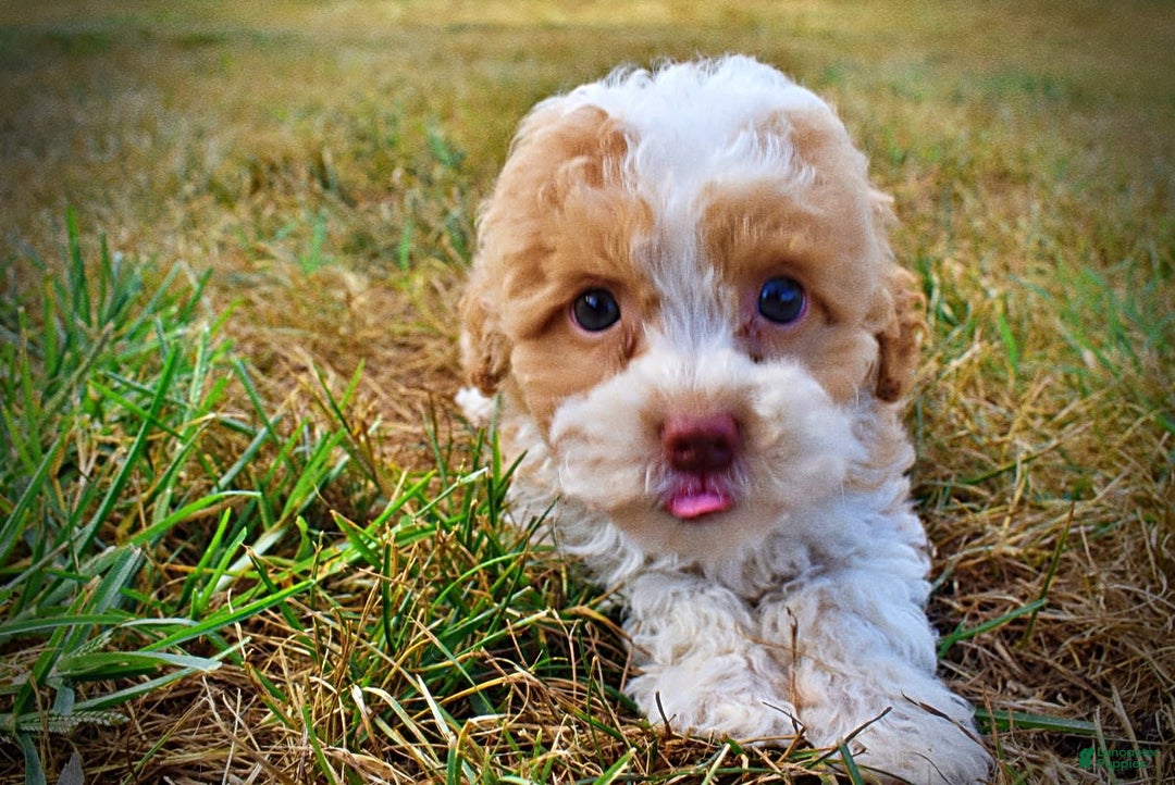 Havapoo dogs for sale: Jinga - Image 13