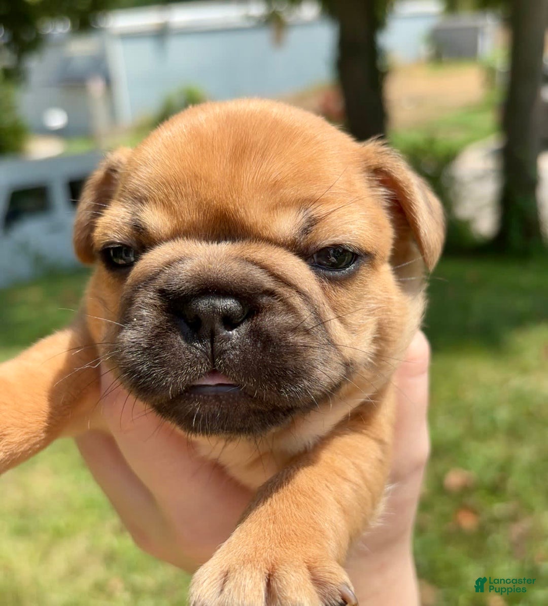 French Bulldog dogs for sale: Nesta - Image 3