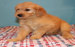  dogs for sale: Mini Goldendoodle 5 puppies - Image 28