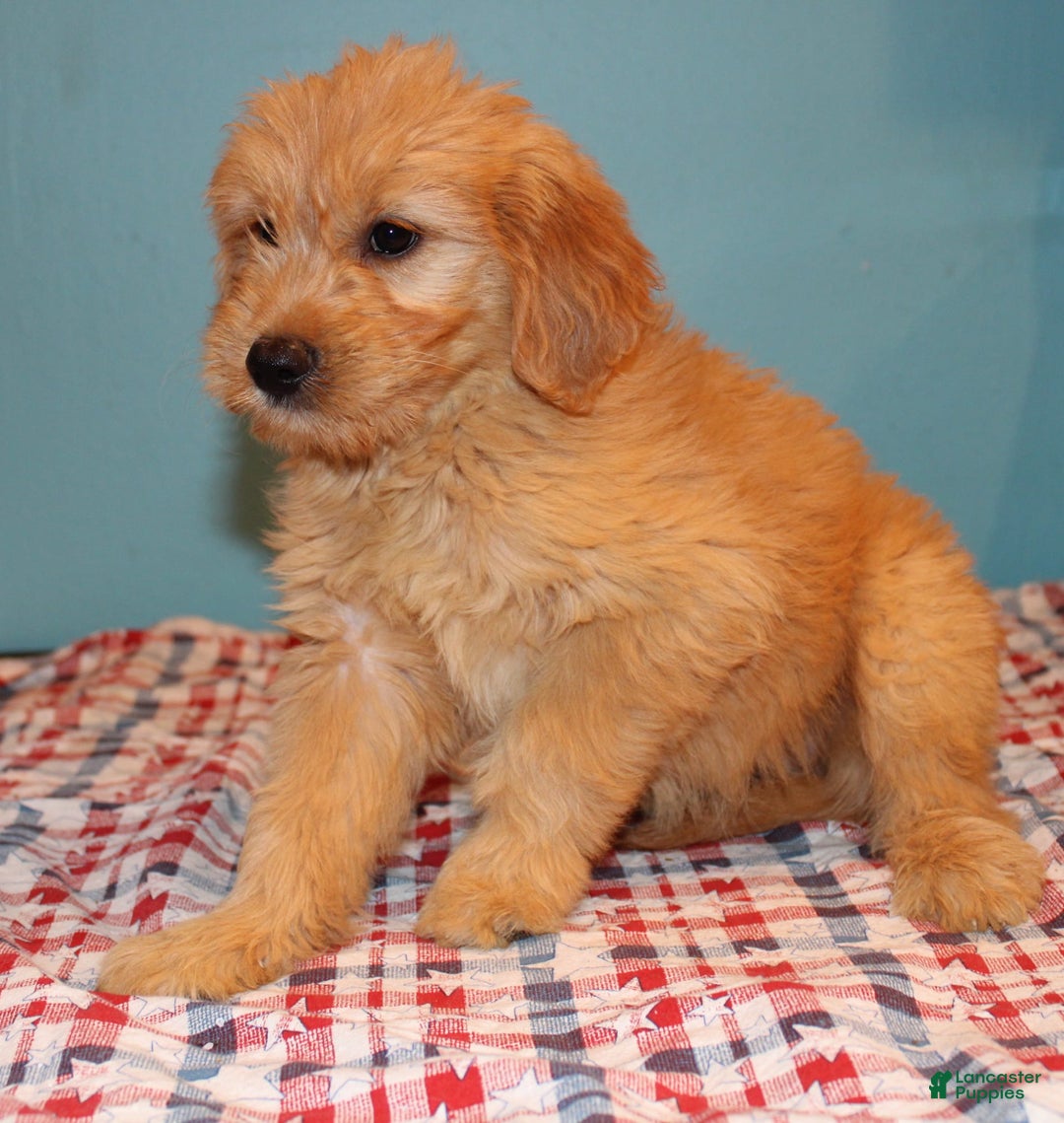  dogs for sale: Mini Goldendoodle 5 puppies - Image 28