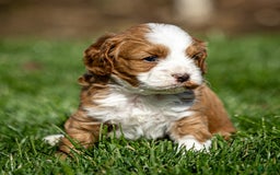 Cavapoo dogs for sale: Rusty - Image 12