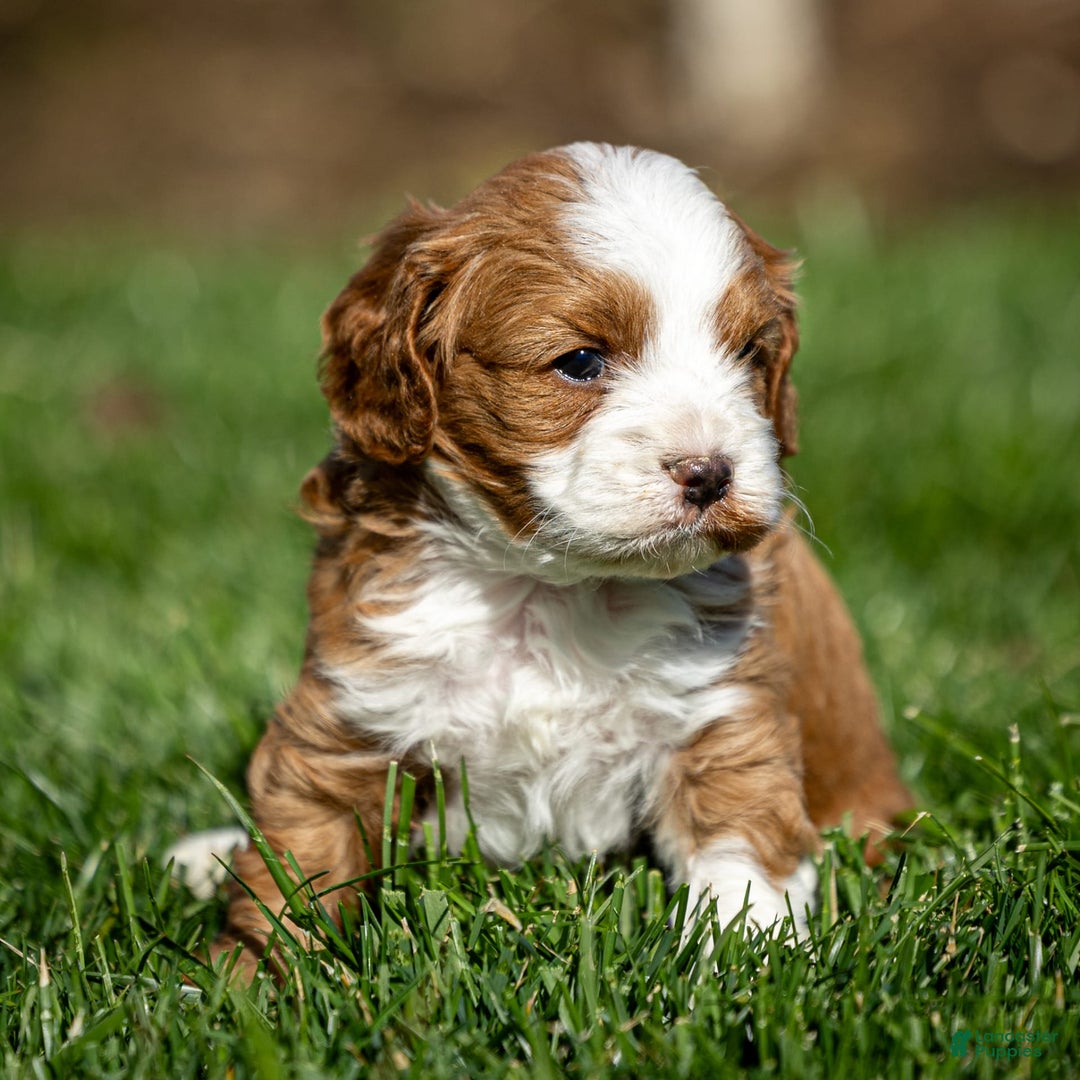 Cavapoo dogs for sale: Rusty - Image 12