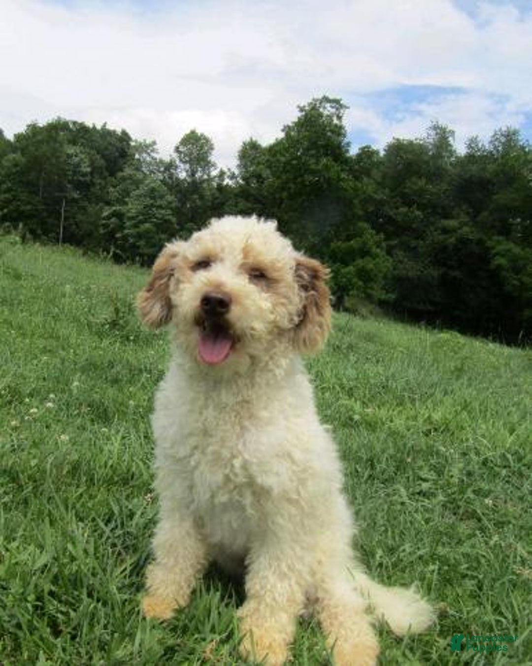 Mini Bernedoodle dogs for sale: Willow - Image 10