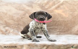German Shorthaired Pointer dogs for sale: Brooklyn - Image 2
