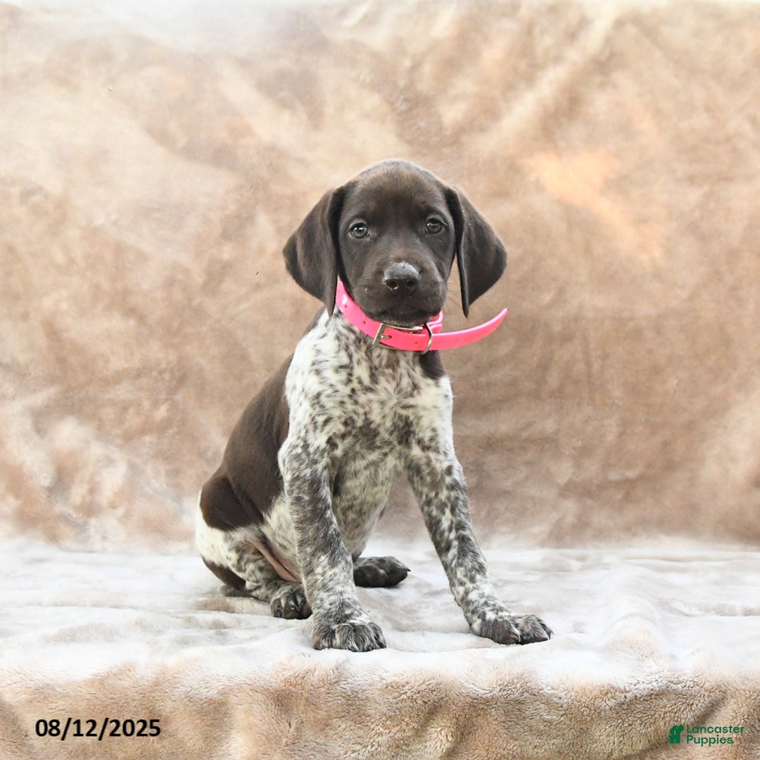 German Shorthaired Pointer dogs for sale: Brooklyn - Image 2