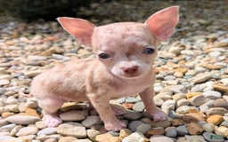Chihuahua dogs for sale: Sweat Pea - Image 4