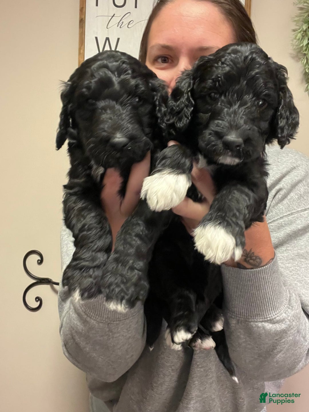 Goldendoodle dogs for sale: Goldendoodle 3 puppies - Image 3