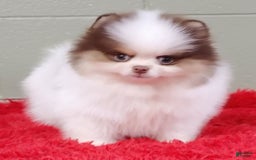 Pomeranian dogs for sale: Handsome - Image 4