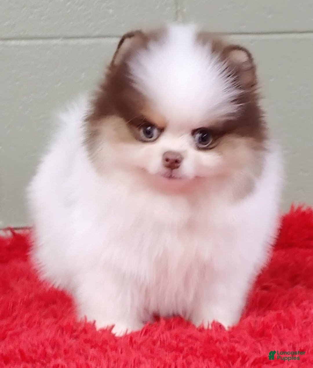 Pomeranian dogs for sale: Handsome - Image 4