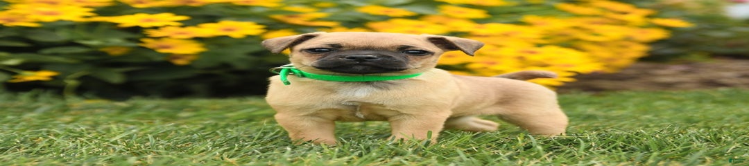 Peanut