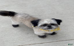Shih Tzu dogs for sale: Shih Tzu Pups - Image 7