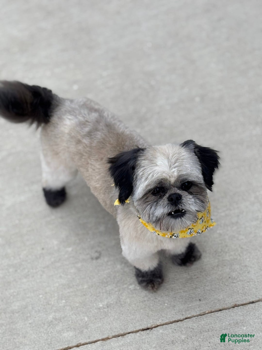 Shih Tzu dogs for sale: Shih Tzu Pups - Image 7