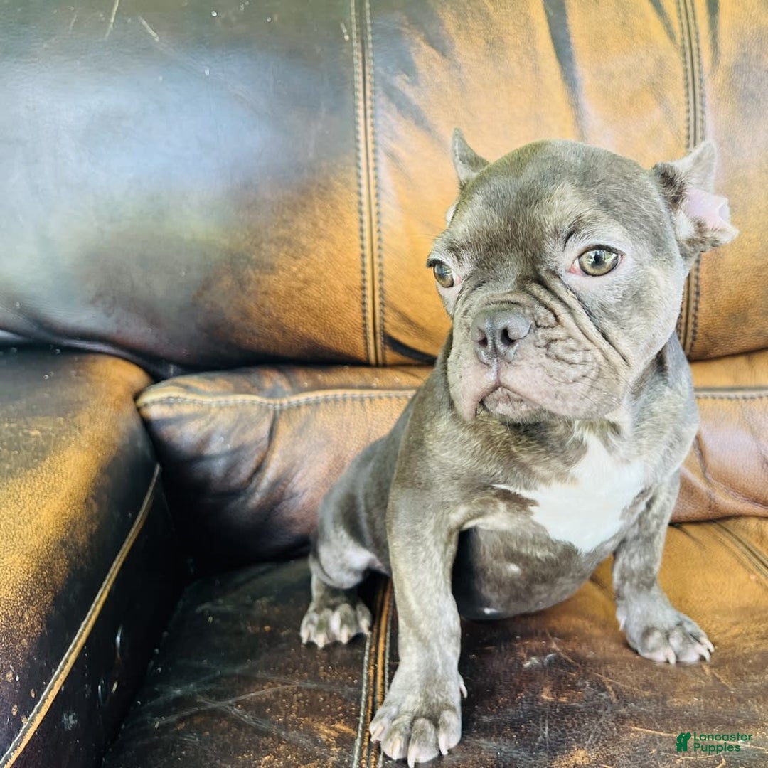 French Bulldog dogs for sale: Buddy - Image 25