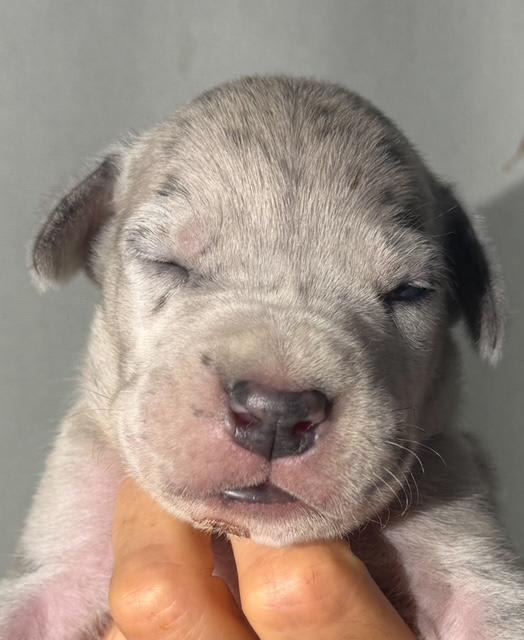 Great Dane dogs for sale: Louie - Blue Merle - Image 6