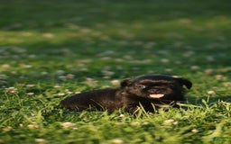 Shih Tzu dogs for sale: Trixie - Image 1