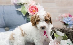 Standard Poodle dogs for sale: Sprinkles - Image 1