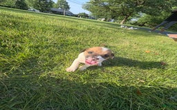 Jack Russell Terrier dogs for sale: Sydney - Image 2