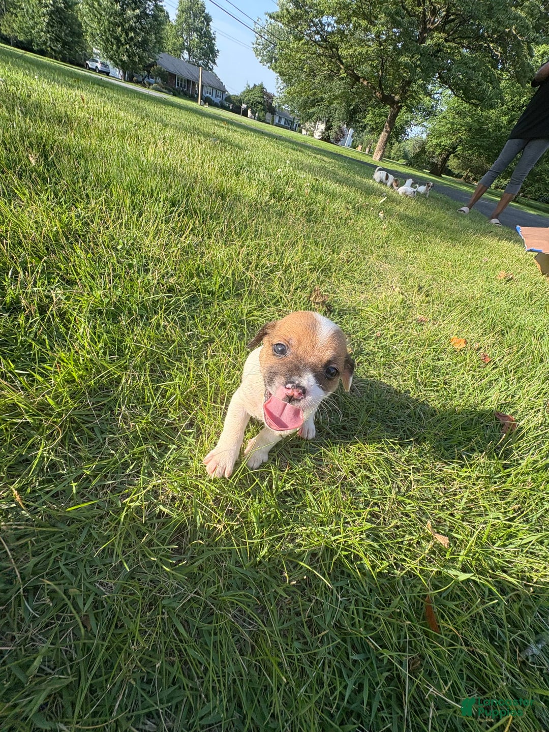 Jack Russell Terrier dogs for sale: Sydney - Image 2