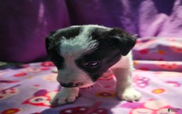 Border Collie dogs for sale: Dolly - Image 1