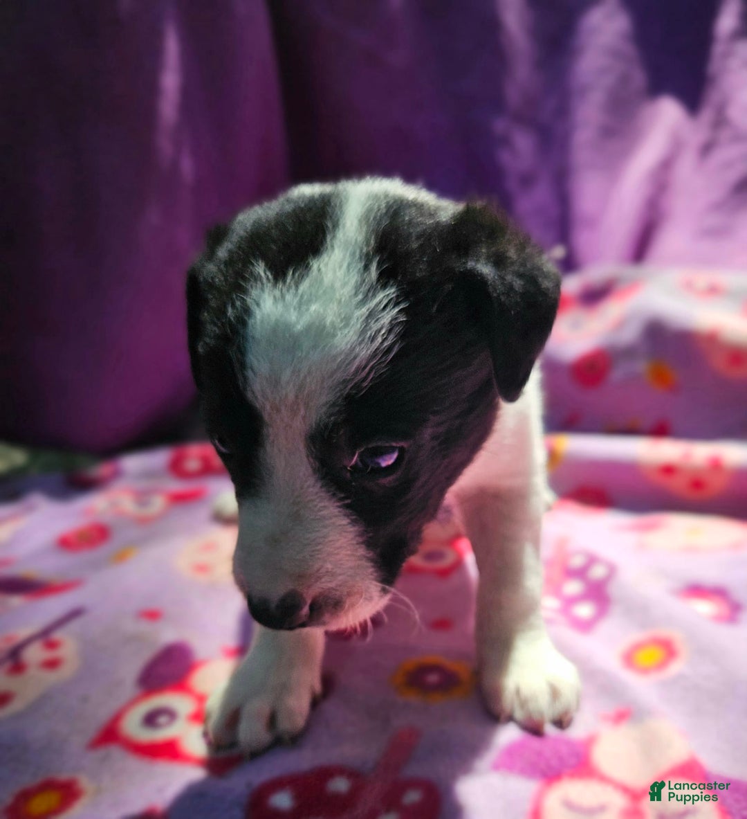Border Collie dogs for sale: Dolly - Image 1