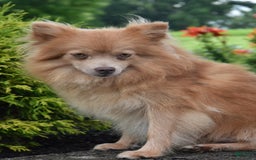 Pomeranian dogs for sale: Teddy - Image 4