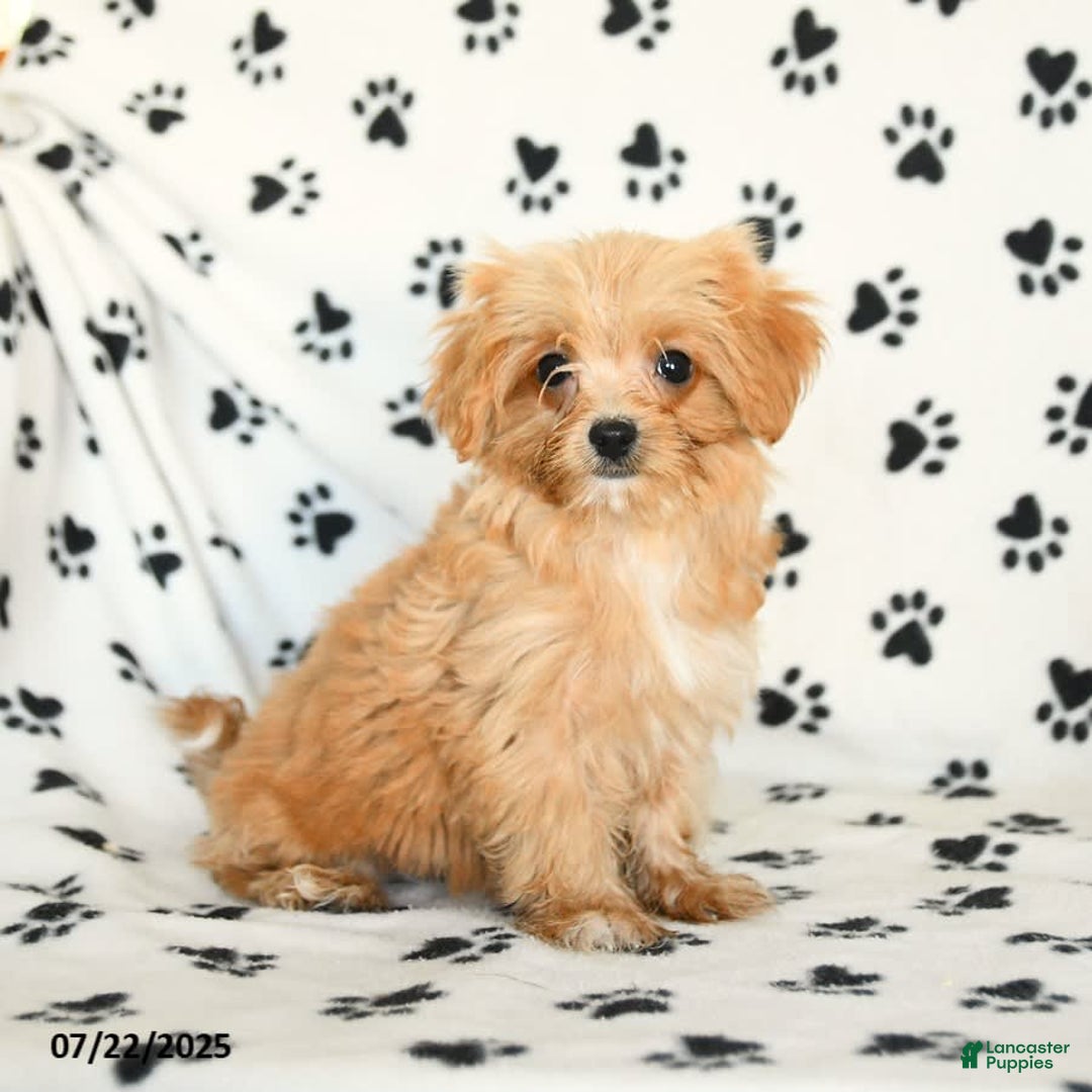 Cavapoo dogs for sale: Alex - Image 22