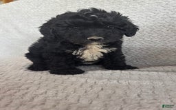 Mini Aussiedoodle dogs for sale: Hadley - Image 2