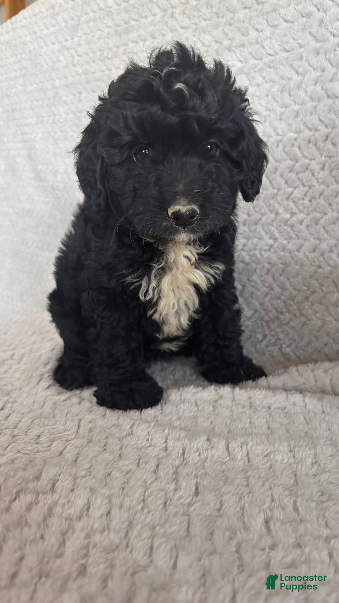 Mini Aussiedoodle dogs for sale: Hadley - Image 2
