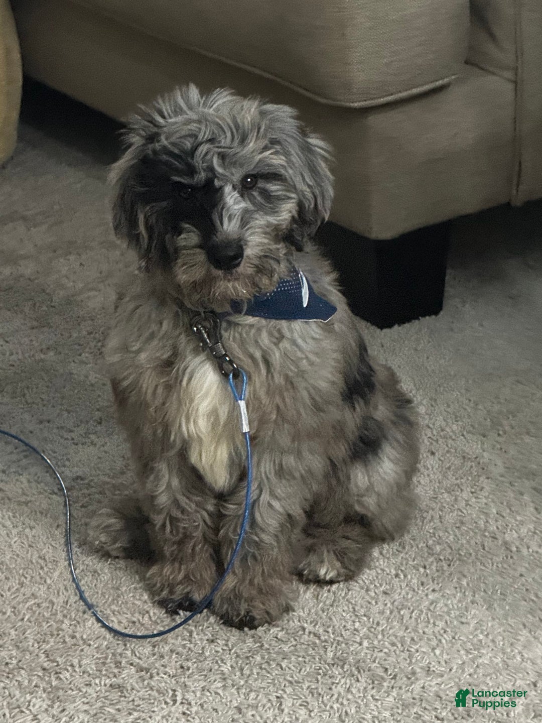 Goldendoodle dogs for sale: Armani - Image 1