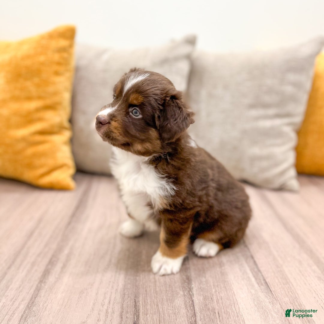 Australian Shepherd dogs for sale: Milo - Image 8