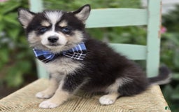 Pomsky dogs for sale: Todd - Image 1