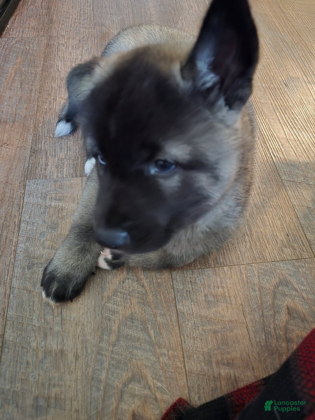 Akita dogs for sale: Puppy - Image 4