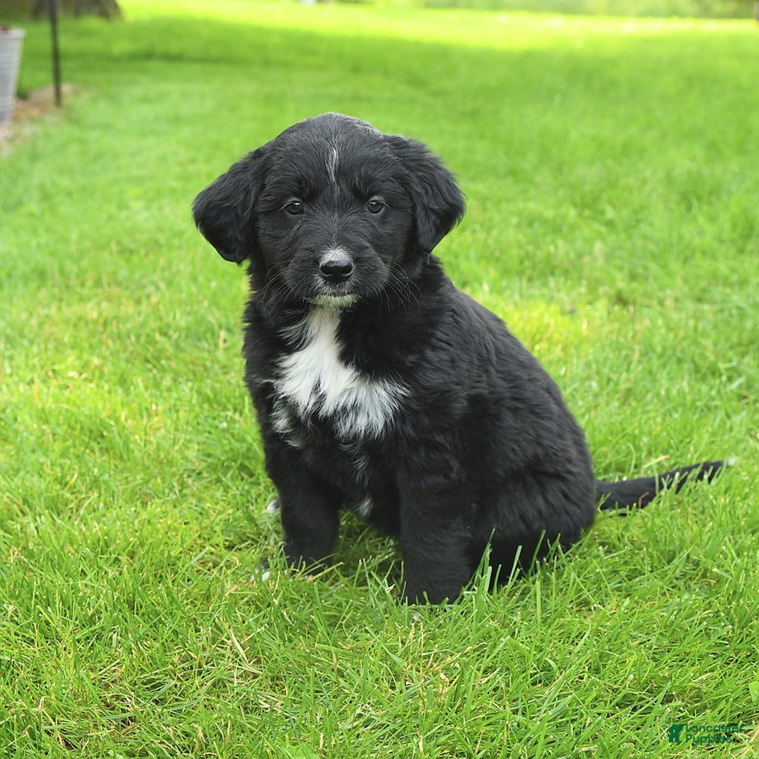 Australian Shepherd dogs for sale: Brandy - Image 3