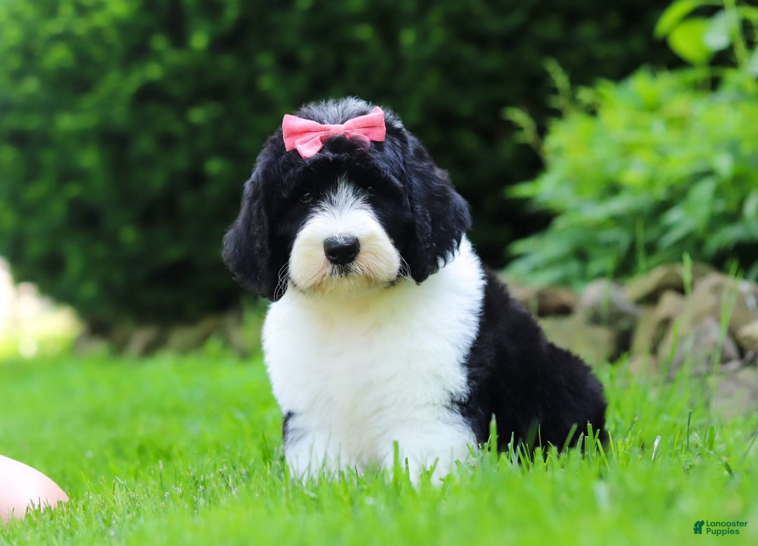 Sheepadoodle dogs for sale: Cora - Image 5